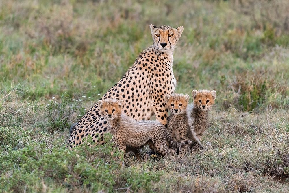 Africa-Tanzania-Serengeti National Park Mother cheetah and young  art print by Jaynes Gallery for $57.95 CAD